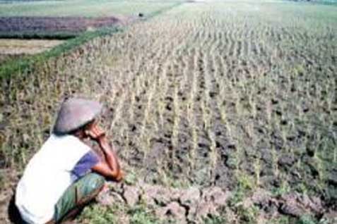  PETANI: Pemilu Ganggu Produksi Pangan Nasional