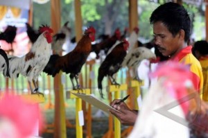  Kontes Akbar Ayam Ketawa Digelar di Surabaya