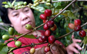  Produksi Kopi di Pangalengan Turun 15%