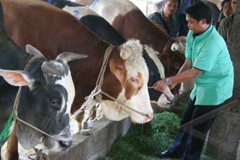  LOWONGAN CPNS: Dorong Peternakan, Pemkab Pandeglang Rekrut Dokter Hewan