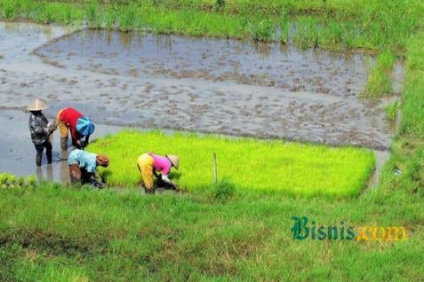 Petani sedang menanam padi/Bisnis.com