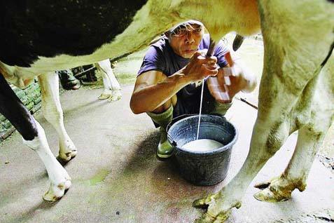  MERS-CoV: Jangan Minum Susu Mentah