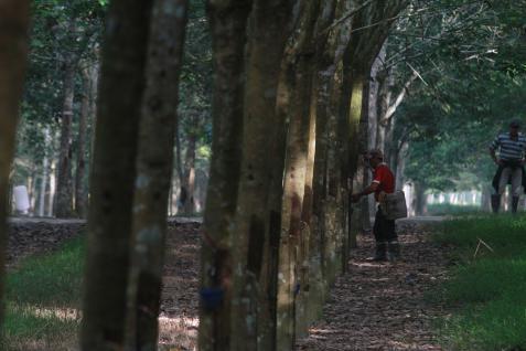  HARGA KARET: Bergerak Rebound 0,52%