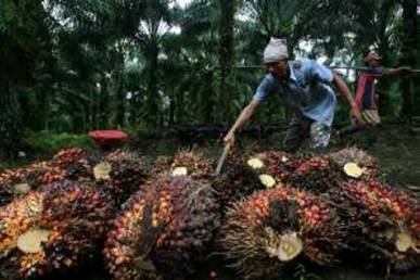 Konsumsi Indonesia Melonjak, Pasokan CPO Dunia Bakal Menciut