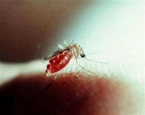  Di Cimahi, Penyakit Chikungunya Mulai Mengkhawatirkan