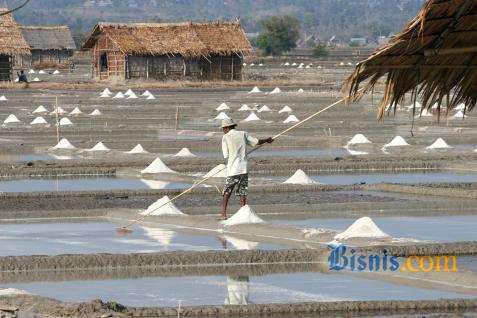  BUDIDAYA GARAM: Petani Didorong Seimbangkan Struktur Produksi Garam