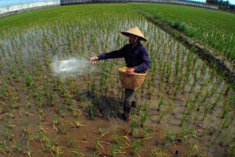  Kelangkaan Pupuk Ancam Produksi Padi