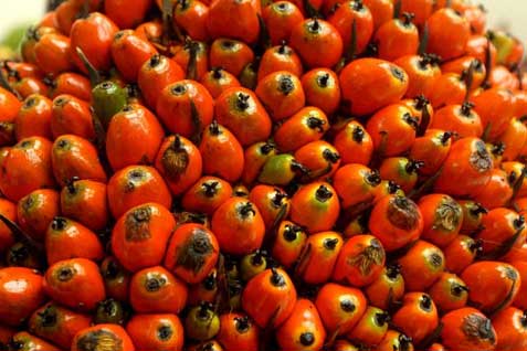  Harga CPO: Bergerak Melemah 0,36%