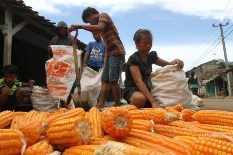  HARGA JAGUNG: Jatuh  Ke Level Terendah Dalam 12 Pekan