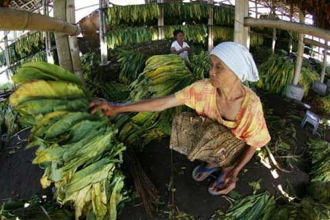  INDUSTRI ROKOK: Pengusaha Pengolah Tembakau di Jateng Khawatir dengan Tarif Tunggal