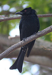  Burung Drongo, Spesies Pintar Tapi Culas