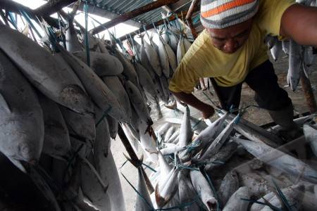  IKAN TUNA, Teknologi Peta Ikan Hemat Solar Bantu Nelayan