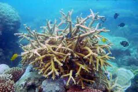  Begini Cara Menyelamatkan Biota Laut Indonesia Lewat Seni