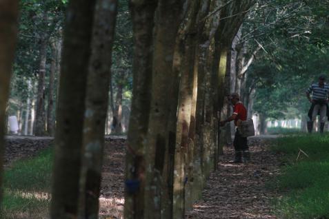  ASPIRASI ANDA: Kerusakan Lingkungan Akibat Perkebunan Besar