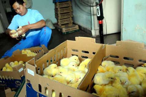  BIBIT AYAM: Kementan Ajukan Usulan Pembatasan ke Kemendag