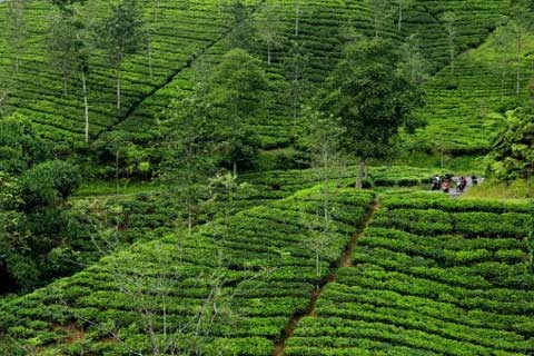  FSPBUN Bahas Peran Negara dalam Mengembangkan Perkebunan