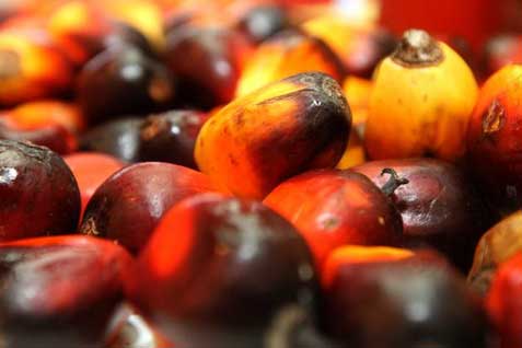  HARGA CPO Ditutup Melemah Lagi 0,12%