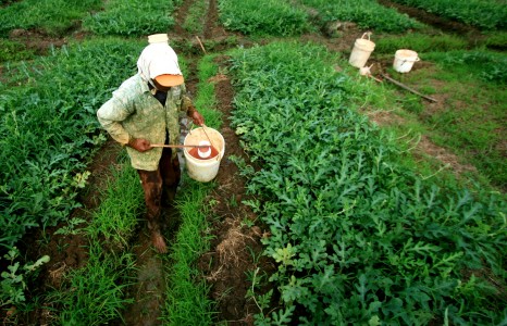  Petani di Indramayu Beralih Menanam Semangka