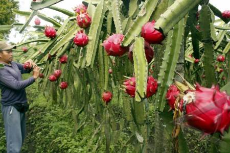  Ingin Turunkan Kolesterol, Coba Yoghurt Kulit Buah Naga