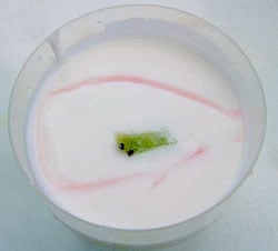  Yogurt Buah Naga Untuk Atasi Kolesterol