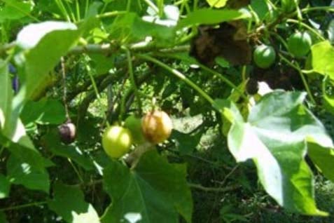  Tanaman Jatropha Minim Perhatian Pemerintah