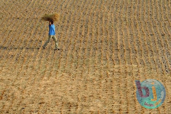  Lahan Pertanian di Sukabumi Mulai Kekeringan