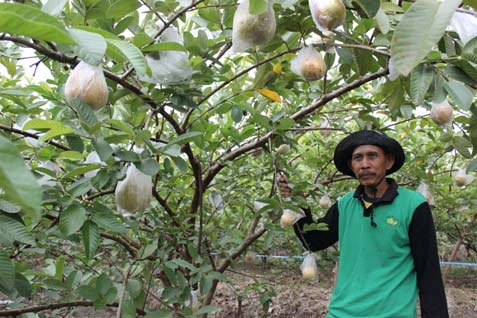  JAMBU MERAH, Bojonegoro Lelang Pengadaan 250.000 Bibit Pohon