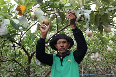  JAMBU MERAH, Bojonegoro Tugasi BUMD Jadi Pemasar