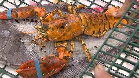  Wow, Orang Ini Dapat Lobster Langka di Dunia