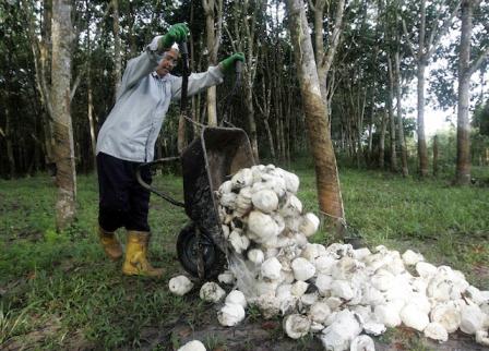  Karet Tocom: Harga Rebound 0,7% Saat Jeda Siang