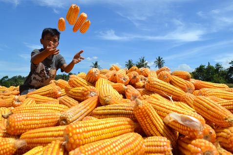  JAGUNG BERJANGKA Merosot, Cuaca di AS Kondusif Bagi Tanaman