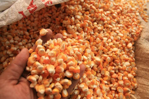 GPMT: Import Jagung Bisa Melesat Lebih Dari 3,6 Juta Ton Tahun Ini