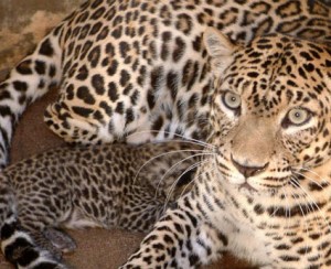  Terperangkap di Kandang Ayam, Macan Tutul Diselamatkan