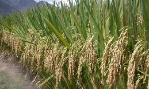  El Nino: Jabar Optimistis Target Produksi Padi Tercapai