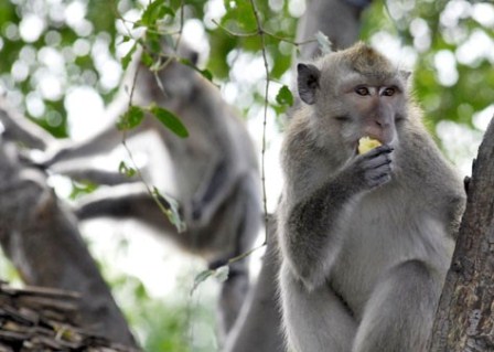  KELISTRIKAN RIAU TERGANGGU, PLN Tuding Akibat Ulah Monyet