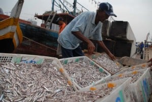  Harga Ikan Naik, Pengusaha Rumah Makan di Indramayu Mengeluh