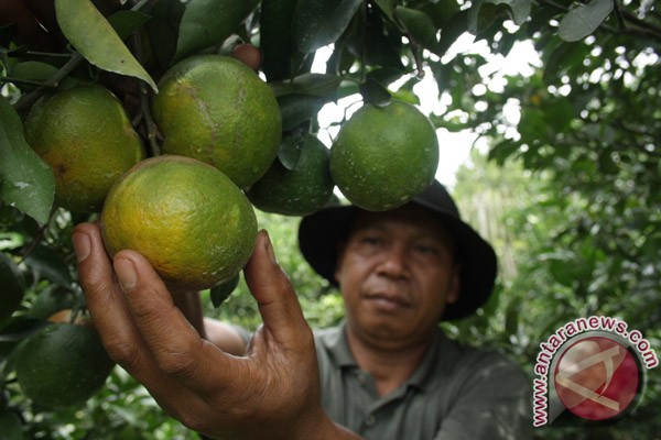  Jeruk Garut Diharapkan Tekan Jeruk Impor