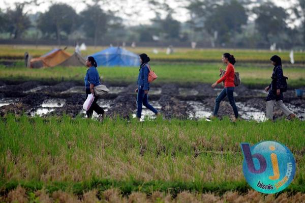 Produksi Padi Jabar Diperkirakan Turun