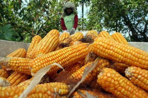  Produksi Jagung di Jabar Diperkirakan Turun 6,84%