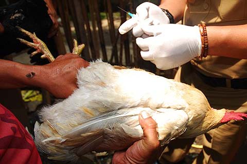  Ratusan Ayam di Wonogiri Mati Mendadak Akibat Flu Burung