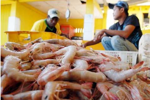  KKP Dorong Eksportir Lepas Stok Udang