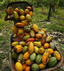  Pemerintah Diminta Tetapkan Harga Referensi Kakao