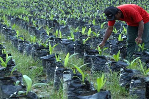  BIBIT SAWIT: Pemda Riau Minta Petani Tangkarkan Sendiri