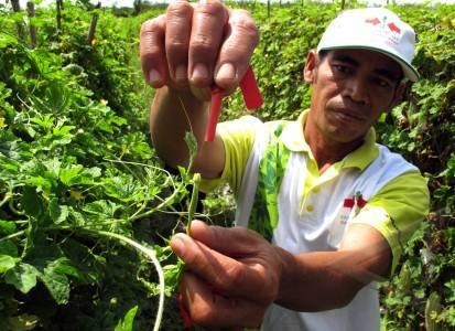  Produksi Benih Hortikultura Meningkat 8-10%