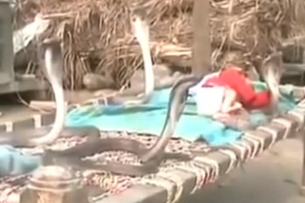  4 Ekor King Kobra Mematikan Jaga Bayi Yang Sedang Tidur