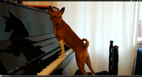  Hebat, Anjing Ini Bisa Main Piano Sambil Bernyanyi