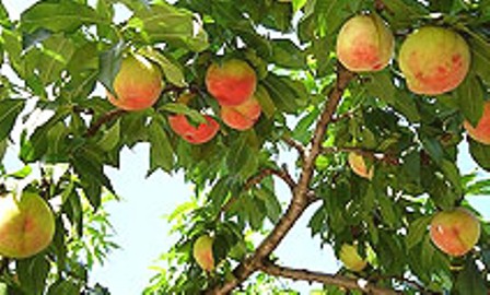  Dubes Jepang Promosikan Buah-Buahan Dari Okayama