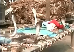  Bayi Ini Tidur Ditemani 4 Kobra