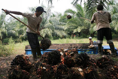  Produksi Tandan Buah Segar Dharma Satya Melonjak