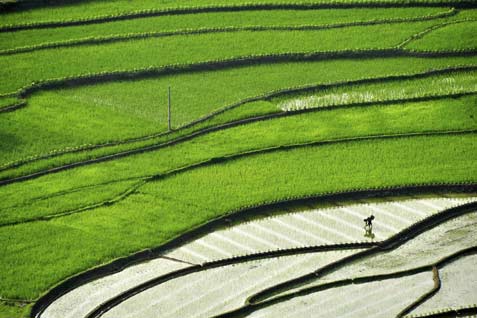  HARGA BERAS: Produksi Padi Thailand Turun Akibat Cuaca Kering